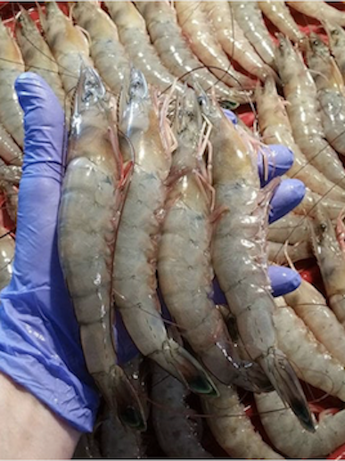 Shrimps Arafura Sea